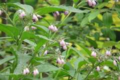Symphytum officinale